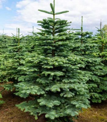 Picture of a Noble Fir Christmas tree