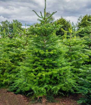This is a picture of a Nordmann Fir Christmas tree