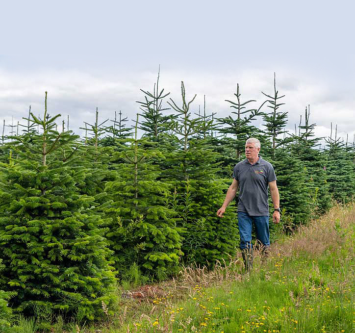 Kellehers-Christmas-Tree-Farm-1